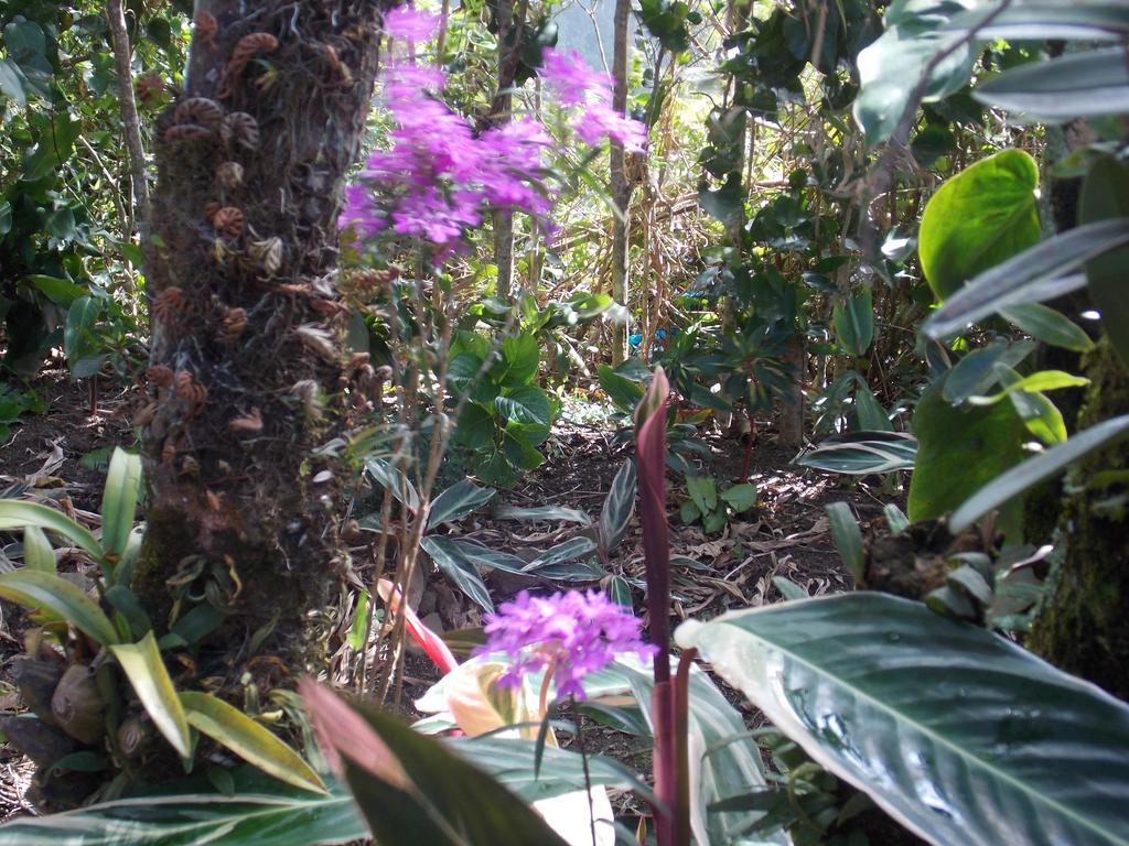 Hotel Las Orquideas Monteverde Εξωτερικό φωτογραφία